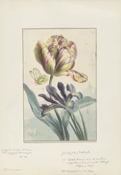 Tulp en iris