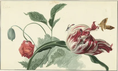 Tulp en papaver