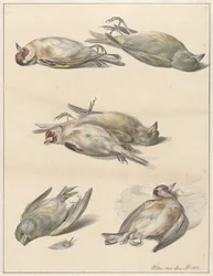 Zes dode vogeltjes