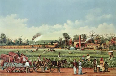 Een katoenplantage aan de Mississippi - de oogst