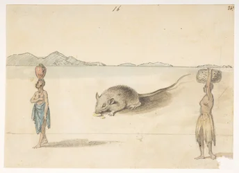 Muis. Inwoners waarschijnlijk van St. Jago. Op achterkant: Octopus. Buik van dezelfde vis. De schets gemarkeerd F behoort hierbij. uit een Album van 372 tekeningen van landschappen, kustlijnen, kostuums en het dagelijks leven gemaakt tijdens Lord Macartney