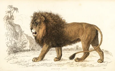 Afrikaanse leeuw, Panthera leo. Kwetsbaar