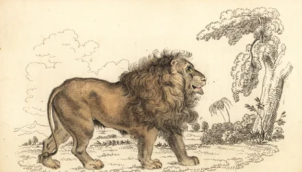 Aziatische leeuw, bedreigd, Panthera leo leo