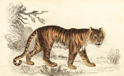 Bengaalse tijger, Panthera tigris tigris, 1834