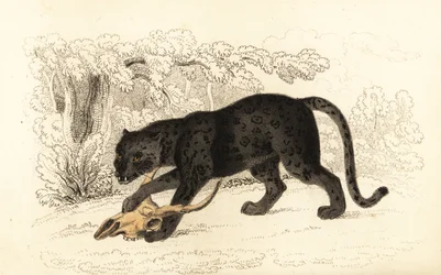 Zwarte jaguar, Panthera pardus, 1834