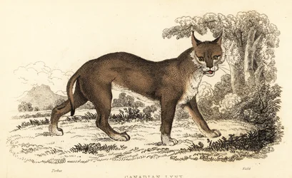 Canadese lynx, Lynx canadensis