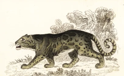 Nevelpanter, Neofelis nebulosa