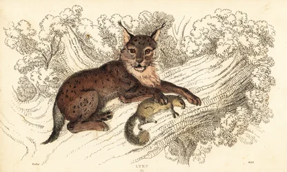Euraziatische lynx, Lynx lynx