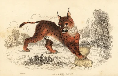 Euraziatische lynx, Lynx lynx, 1834