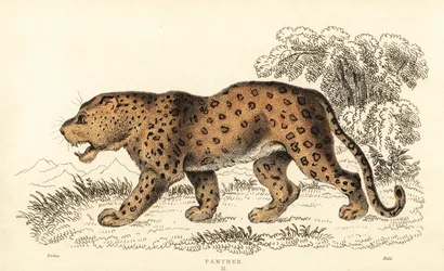 Luipaard, Panthera pardus, kwetsbaar