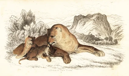 Leeuwin en welpen, Panthera leo