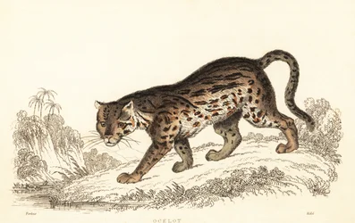 Ocelot, Leopardus pardalis