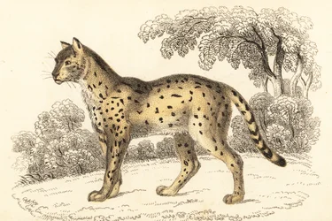 Serval, Leptailurus serval