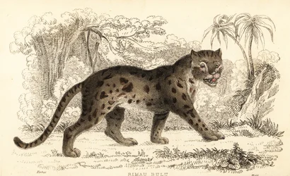 Sunda luipaardkat, Prionailurus bengalensis subsp. sumatranus (gravure)