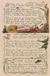 Songs of Innocence and of Experience, Plaat 47, "My Pretty Rose Tree" (Bentley 43)
