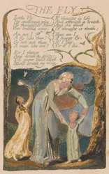 Songs of Innocence and of Experience, Plaat 48, "De Vlieg" (Bentley 40)