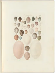 Vogeleieren van Victoria. het onuitgegeven folio Australia Terra Cognita door William Blandowski. 1855-56