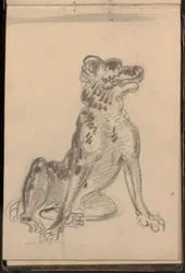 Portret van een hond