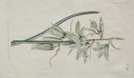 Het botanische tijdschrift of bloementuin tentoongesteld: Ster van Bethlehem