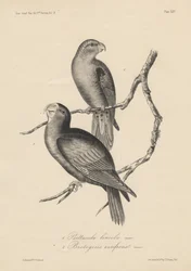 1. Psittacula lineola en 2. Brotogeris aurifrons, litho door J.T. Bowen, 1850