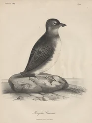 Megalus Cassinii, litho door J.T. Bowen, 1850