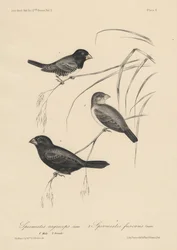 Spermestes Nigriceps (mannetje en vrouwtje) en Spermestes Fuscans, litho door J.T. Bowen, 1850