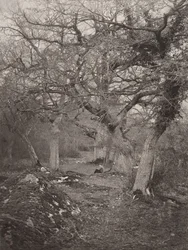 Forêt de Fontainebleau, 1870s