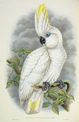 Blauwoogkaketoe