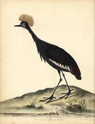 Zwarte kroonkraanvogel