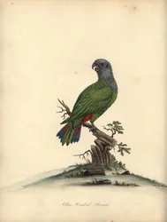 Blauwkop papegaai, Pionus menstruus. Handgekleurde kopergravure van een illustratie door Matilda Hayes uit William Hayes