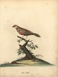 Gewone wasvogel, Estrilda astrild. Handgekleurde kopergravure van een illustratie door William Hayes uit Portretten van zeldzame en curieuze vogels uit de Menagerie van Osterly Park
