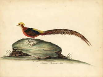 Gouden of Chinese fazant, Chrysolophus pictus, mannetje. Handgekleurde kopergravure van een illustratie door William Hayes uit Portretten van Zeldzame en Curieuze Vogels uit de Menagerie van Osterly Park, Londen