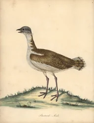 Grote trap, Otis tarda, mannetje. Kwetsbaar. Handgekleurde kopergravure van een illustratie door William Hayes uit Portretten van Zeldzame en Curieuze Vogels uit de Menagerie van Osterly Park, Londen: Bulmer