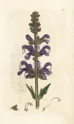 Weidesalie, Salvia pratensis. Handgekleurde kopergravure door James Sowerby uit James Smith