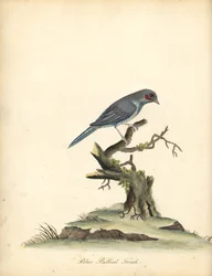 Roodwangcordonbleu, Uraeginthus bengalus. Handgekleurde kopergravure van een illustratie door William Hayes uit Portretten van zeldzame en curieuze vogels uit de Menagerie van Osterly Park