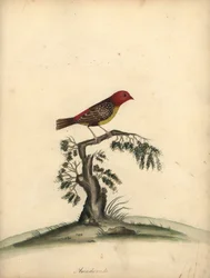 Rode avadavat, Amandava amandava. Handgekleurde kopergravure van een illustratie door William Hayes uit Portretten van Zeldzame en Curieuze Vogels uit de Menagerie van Osterly Park.