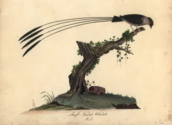 Koningsparadijswida, Vidua regia. (Koningsparadijswida, Emberiza regia) Met de hand ingekleurde kopergravure naar een illustratie van William Hayes en zijn dochter M. (Matilda), uit Portraits of Rare and Curious Birds from the Menagery of Osterly Park