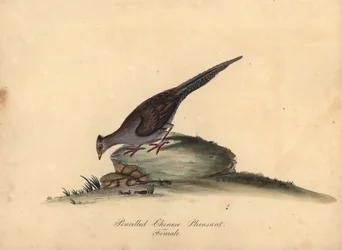 Zilverfazant, Lophura nycthemera, vrouwtje. Handgekleurde kopergravure van een illustratie door Matilda Hayes uit William Hayes