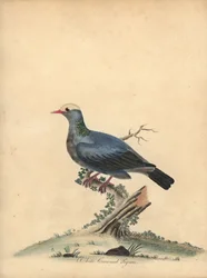 Witgekroonde duif, Patagioenas leucocephala. Bijna bedreigd. Handgekleurde kopergravure van een illustratie door William Hayes uit Portretten van Zeldzame en Curieuze Vogels uit de Menagerie van Osterly Park.
