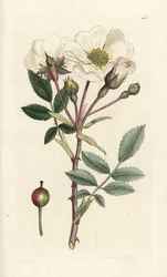Witte hondroos, Rosa arvensis. Handgekleurde kopergravure door James Sowerby uit James Smith