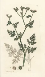Witte kantbloem, Orlaya grandiflora (Kleine caucalis of basterd peterselie, Caucalis daucoides). Handgekleurde kopergravure door James Sowerby uit James Smith