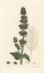 Wilde Engelse salie, Salvia verbenaca (Handgekleurde kopergravure door James Sowerby uit James Smith