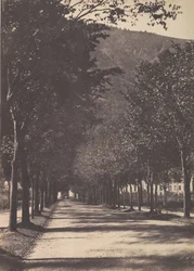 Allée van bomen, Pau