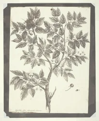 Kopie van Botanische Gravure van "Celtis"