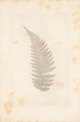 [Ver]