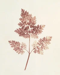Bladeren, 1843