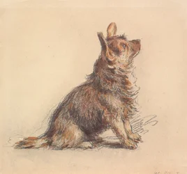 Een zittende terriër, die omhoog naar rechts kijkt