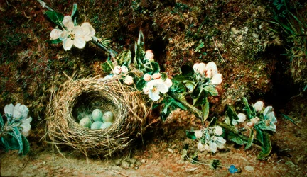 Vogelnest en hondsrozen