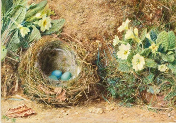 Vogelnest met drie blauwe eieren en sleutelbloemen