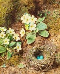 Sleutelbloemen en vogelnest met drie blauwe eieren